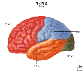 시상 뇌 모델